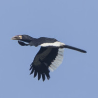Piping Hornbill